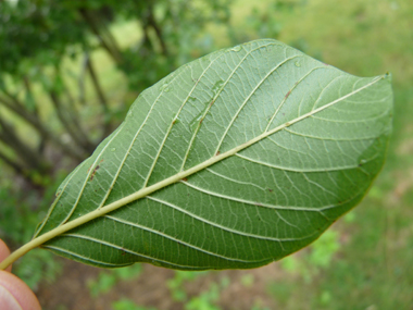 Verso des feuilles. Agrandir dans une nouvelle fenêtre (ou onglet)